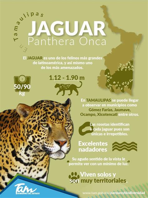 datos de los jaguares