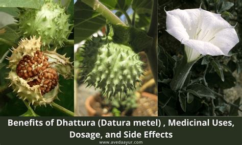 datura drug type