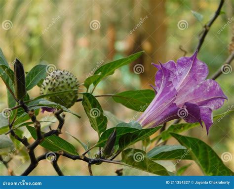 datura flower for lord shiva