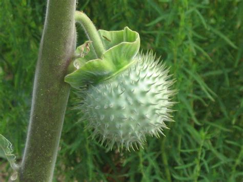 datura fruit in telugu