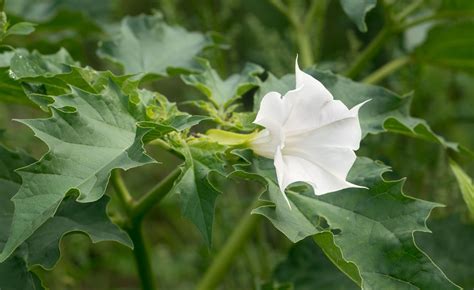 datura is a drug
