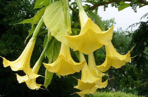datura meaning