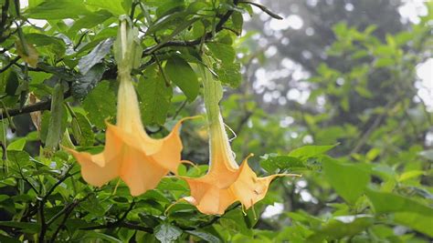 datura metel linn