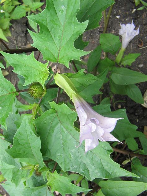 datura plant scientific name