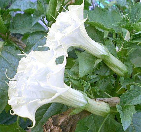 datura seeds uk