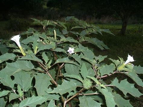 datura stramonium poisoning