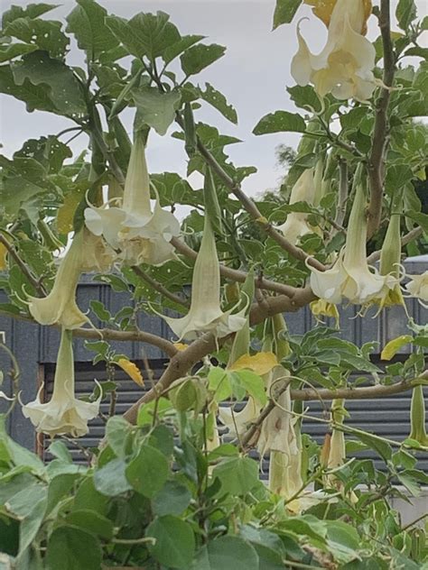 datura trip report