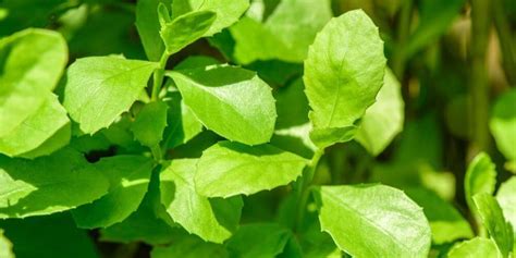 daun beluntas sebagai pengobatan herbal