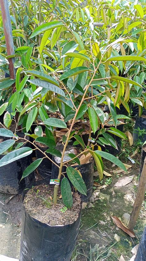 Khasiat Daun Durian Musang King: Manfaat yang Luar Biasa untuk Kesehatan Taman Inspirasi SAFA