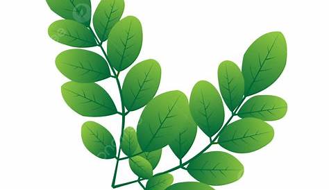 Moringa PNG, Vector, PSD, and Clipart With Transparent Background for
