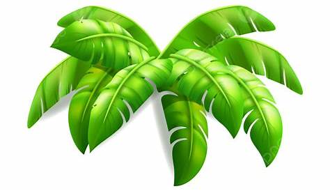 Download PNG Tropical leaves, plant - Free Transparent PNG