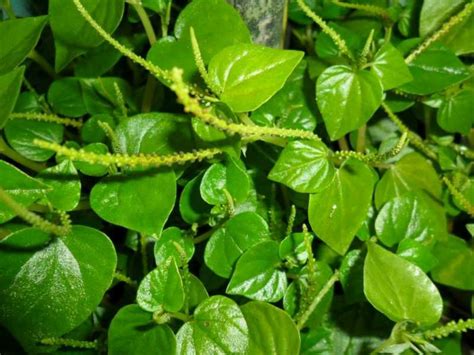 daun untuk obat herbal ternak