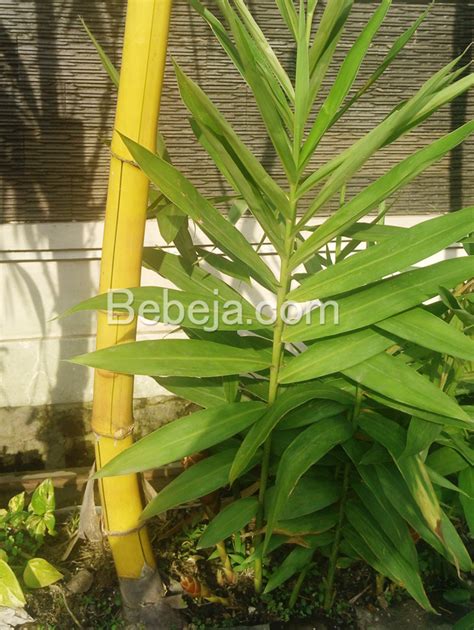 Antibakteri Daun Bambu