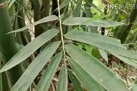 Metabolisme Daun Bambu