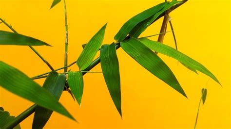 Pencernaan Daun Bambu