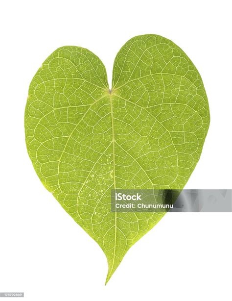 Daun Berbentuk Hati