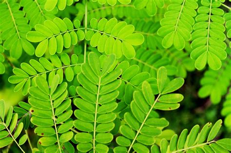 Daun Saga Hijau Segar