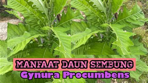 Temukan 7 Khasiat Daun Sembung yang Jarang Diketahui