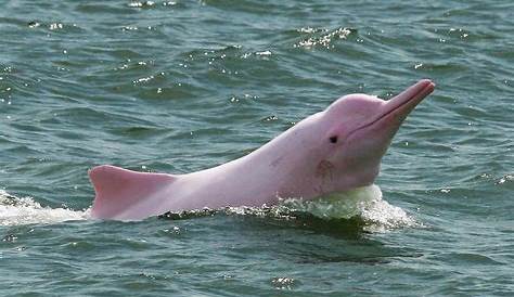 Dauphin Rose De Chine A Hong Kong, Les s s Retour Avec La Baisse