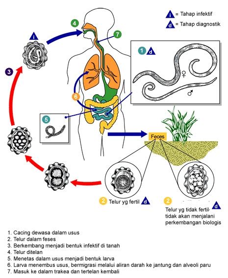 daur hidup cacing perut