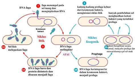 daur litik dan lisogenik
