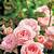 david austin roses catalogue