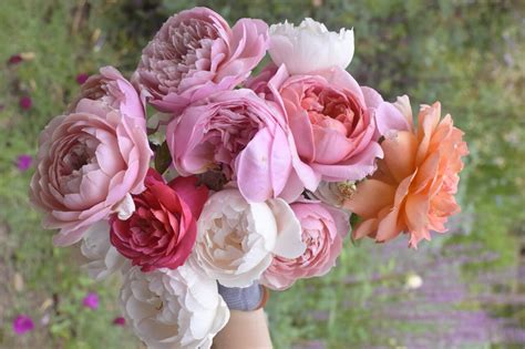 451 best images about david austin roses on Pinterest English, Shrubs