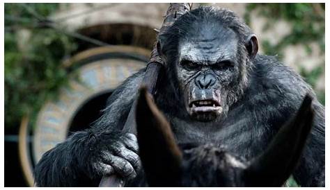 Caesar VS Koba scene dawn of the of the apes (2014