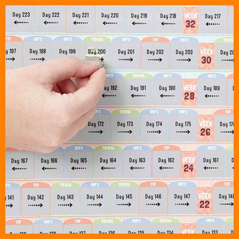Day By Day Pregnancy Calendar