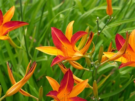 day lilies plant care for winter