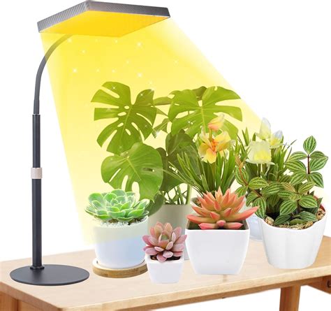 Daylight Lamp Plants