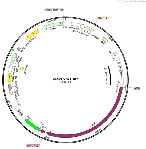 dcas9-vp64-gfp