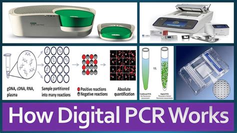 dcips pcr