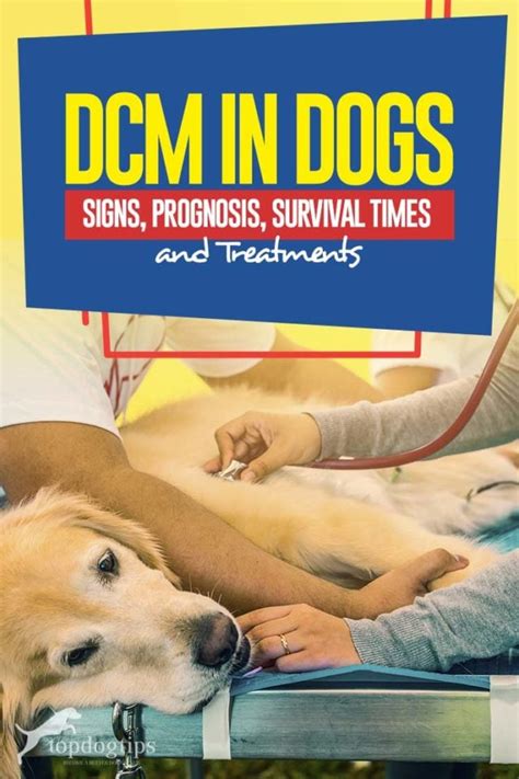 dcm in dogs symptoms