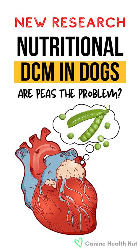 dcm related dog food