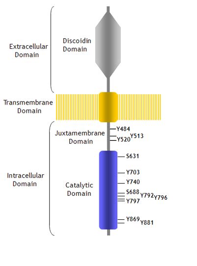 Ddr1 Protein Atlas