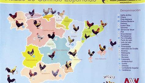 ¿De dónde viene la gallina colombiana? – Página10 – Periódico Digital
