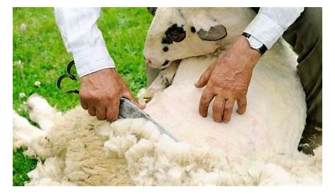 ¿De dónde viene la lana? - YouTube