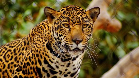 de donde es el jaguar