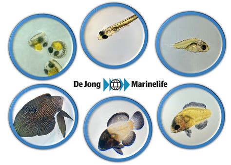 de jong marinelife nursery