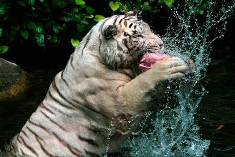 de que se alimenta el tigre blanco