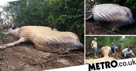dead humpback whale in amazon forest