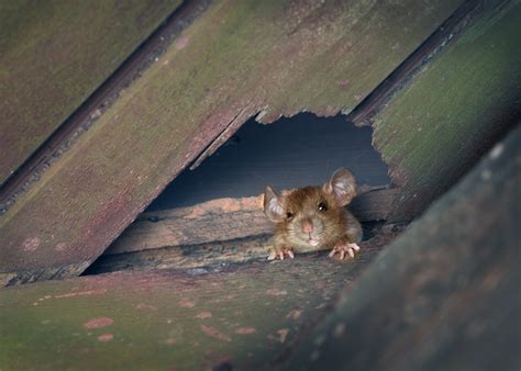 dead rat in roof