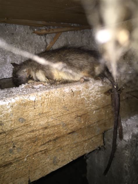 dead rat in roof space