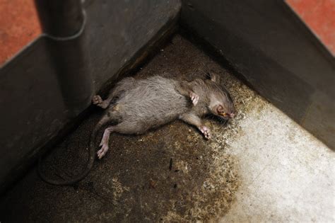 dead rat odor in attic