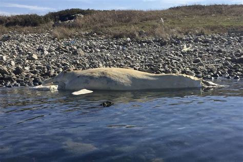 dead right whale calf