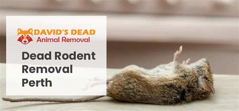 dead rodent removal