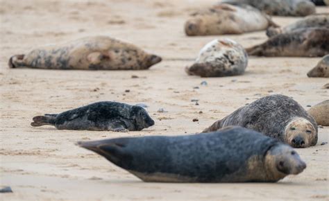 Dead Seals With Bird Flu