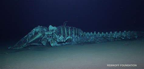 dead whale at bottom of ocean