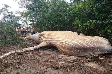dead whale found in forest